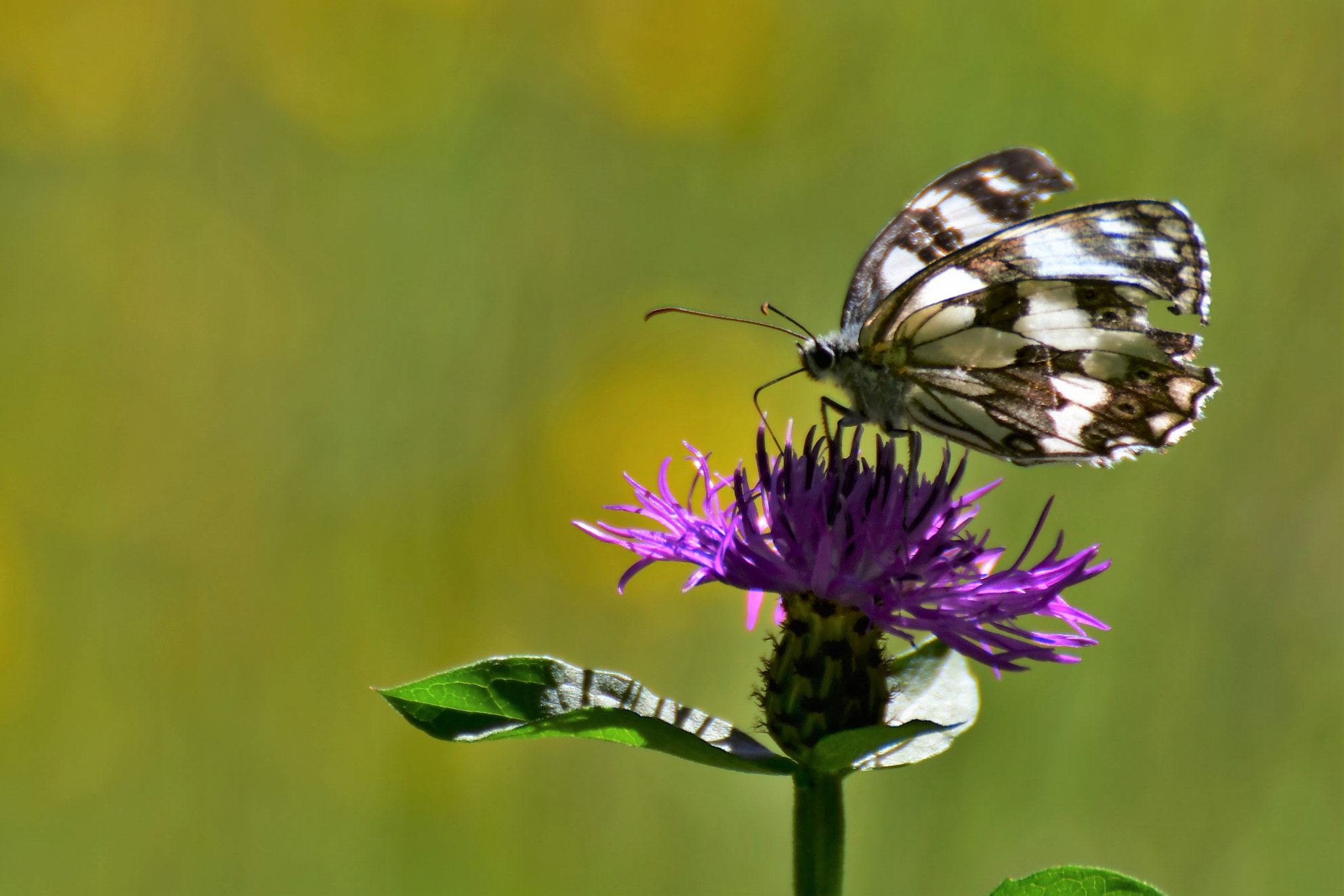 Nikon D500 sample photo. Papillion () photography
