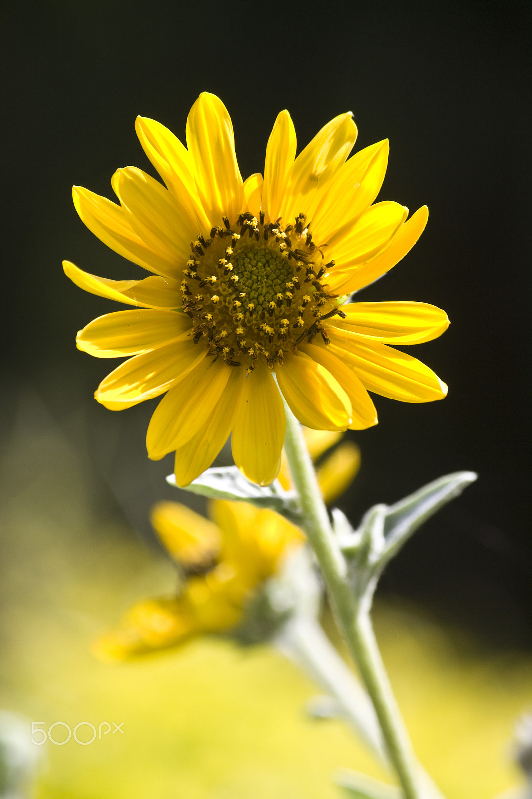 Canon EOS 1000D (EOS Digital Rebel XS / EOS Kiss F) sample photo. Sunflower photography