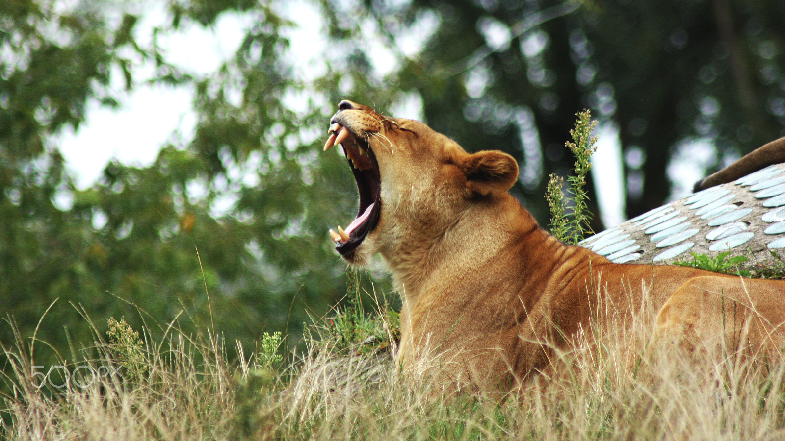 Canon EOS 450D (EOS Rebel XSi / EOS Kiss X2) sample photo. Lioness. photography