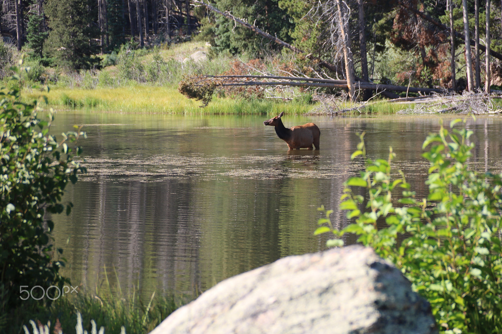 Canon EOS 750D (EOS Rebel T6i / EOS Kiss X8i) + Canon EF-S 18-135mm F3.5-5.6 IS sample photo. Elk in lake 2517 photography