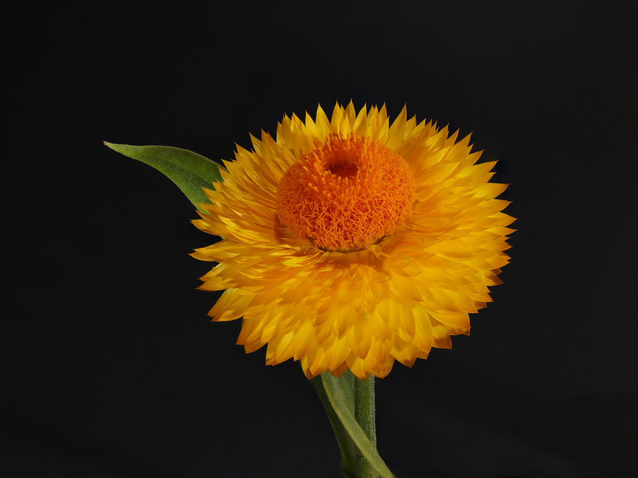Canon EF 100mm F2.8L Macro IS USM sample photo. Macro photography