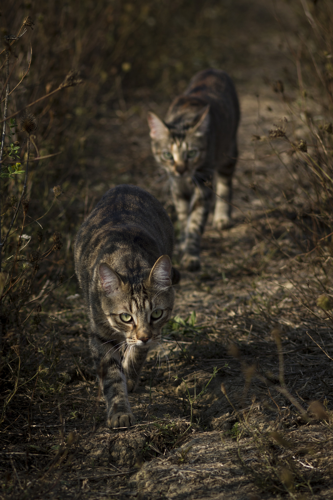 Canon EOS 7D + Canon EF 70-210mm f/4 sample photo. Hunters photography