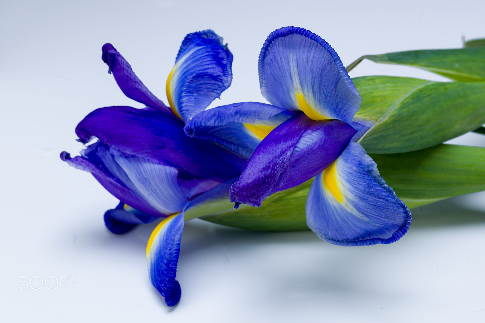 Hasselblad H4D-40 sample photo. Blue iris photography