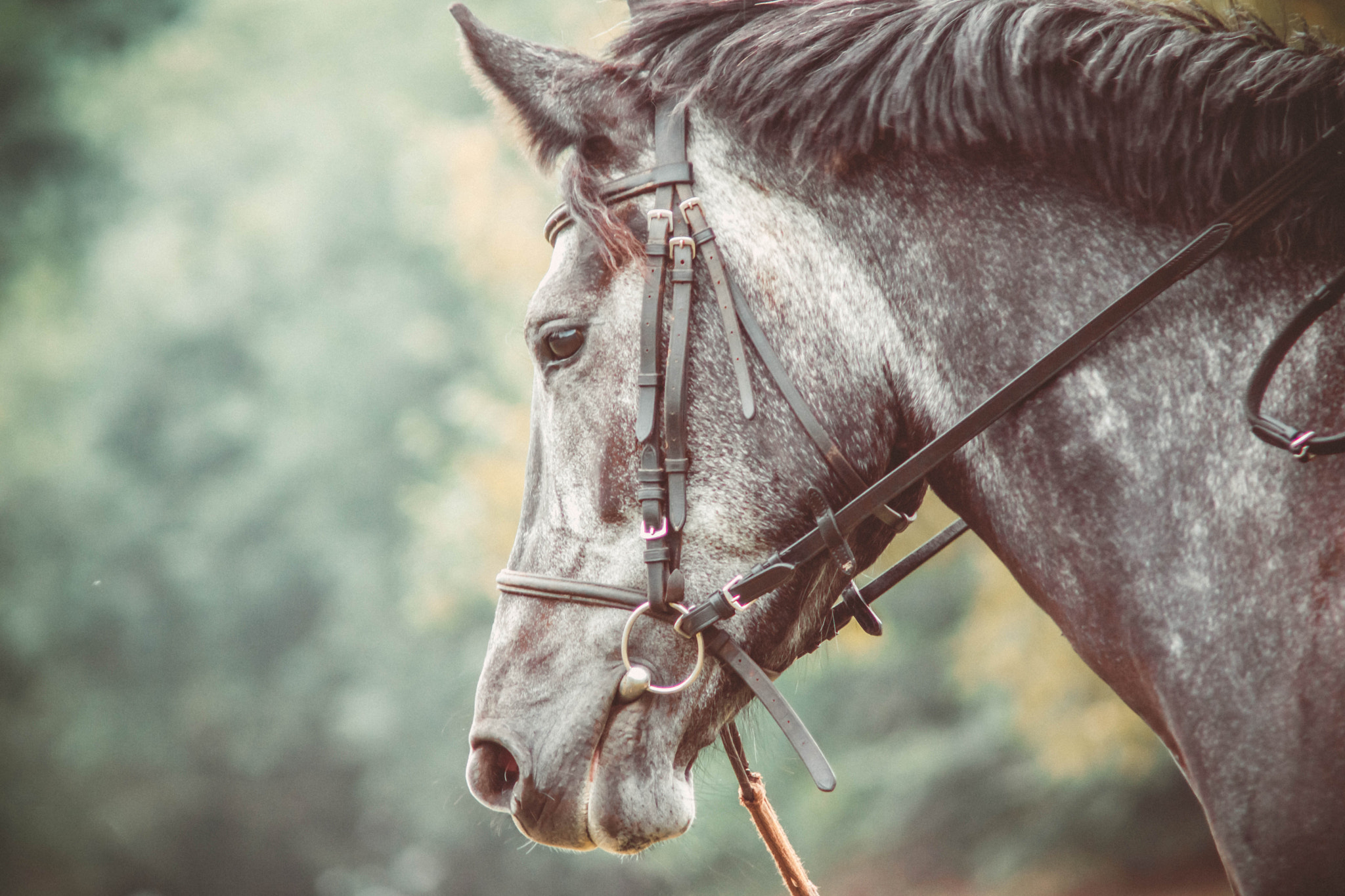 Sony SLT-A65 (SLT-A65V) sample photo. Horse photography