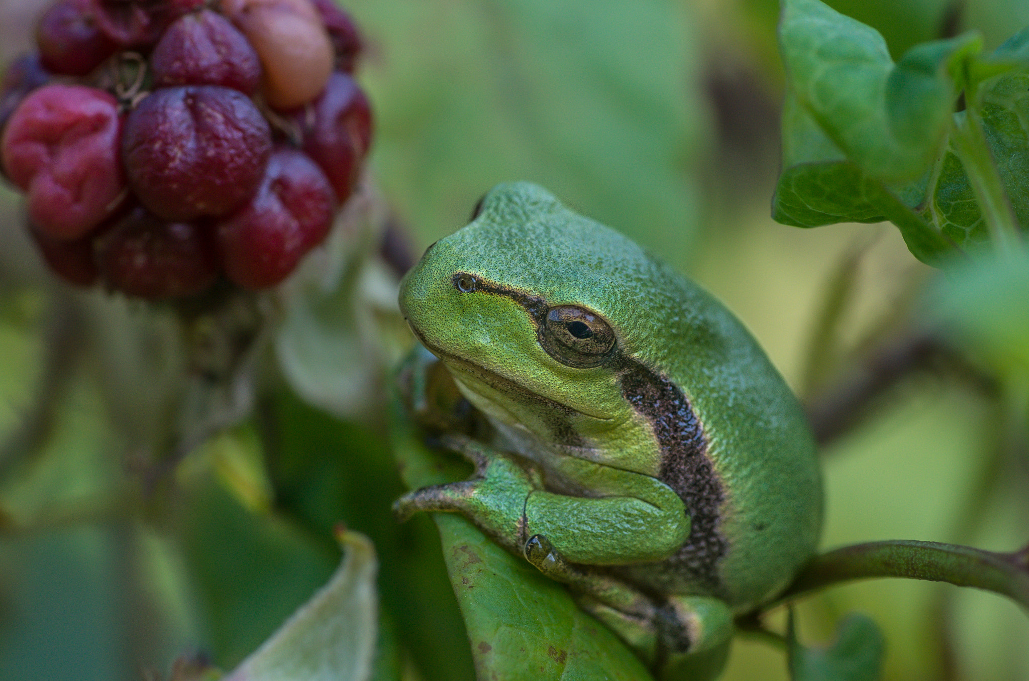 Pentax K-5 II sample photo. Small and green photography