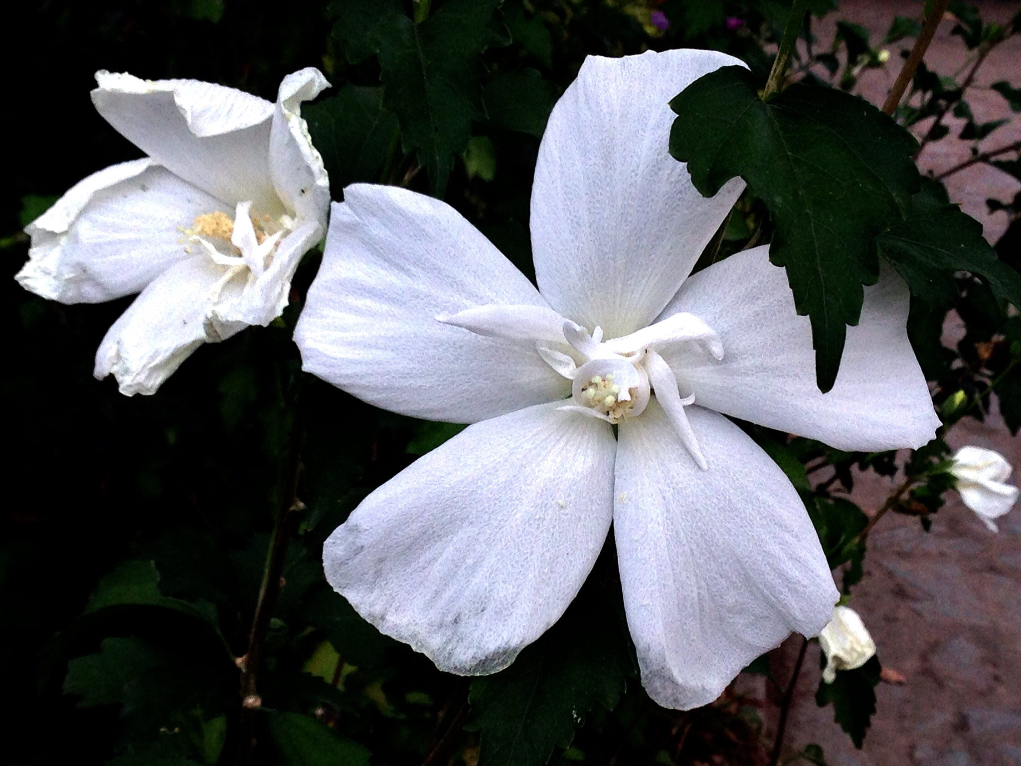 Apple iPhone5,2 sample photo. White hollyhock 白色的蜀葵 photography