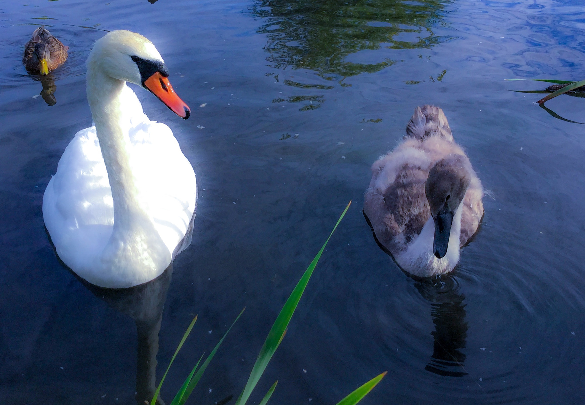 iPad Air 2 back camera 3.3mm f/2.4 sample photo. 'the royals' photography