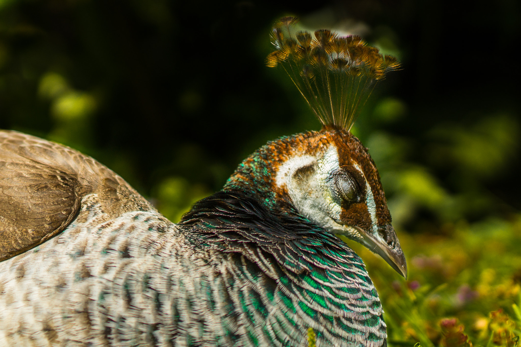 ZEISS Milvus 50mm F1.4 sample photo. Royal turkey photography