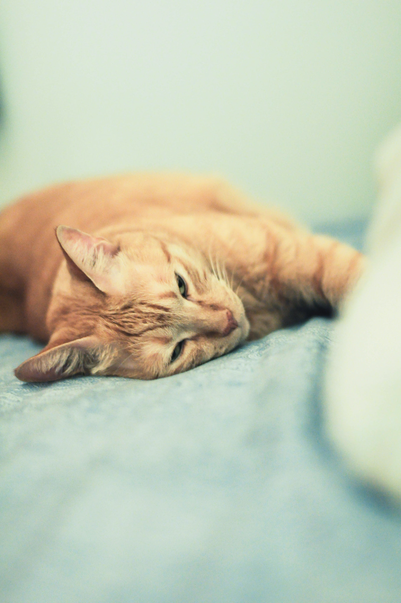 Nikon D90 + Sigma 50mm F1.4 EX DG HSM sample photo. Hsin, the lazy bum photography