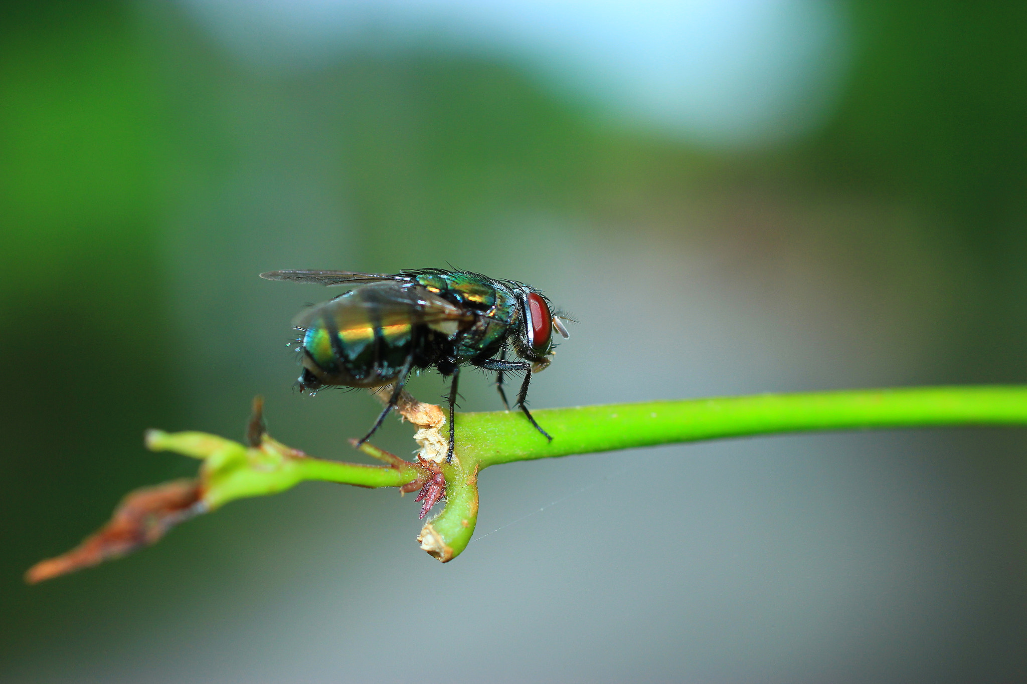 Sigma 50mm f/2.8 EX sample photo. 00217.jpg photography