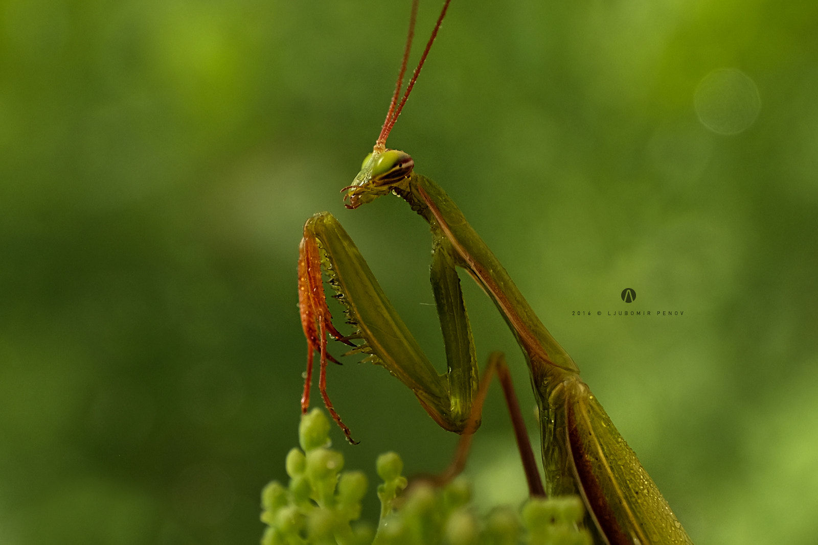 ZEISS Touit 50mm F2.8 sample photo. Mantodea 3 photography
