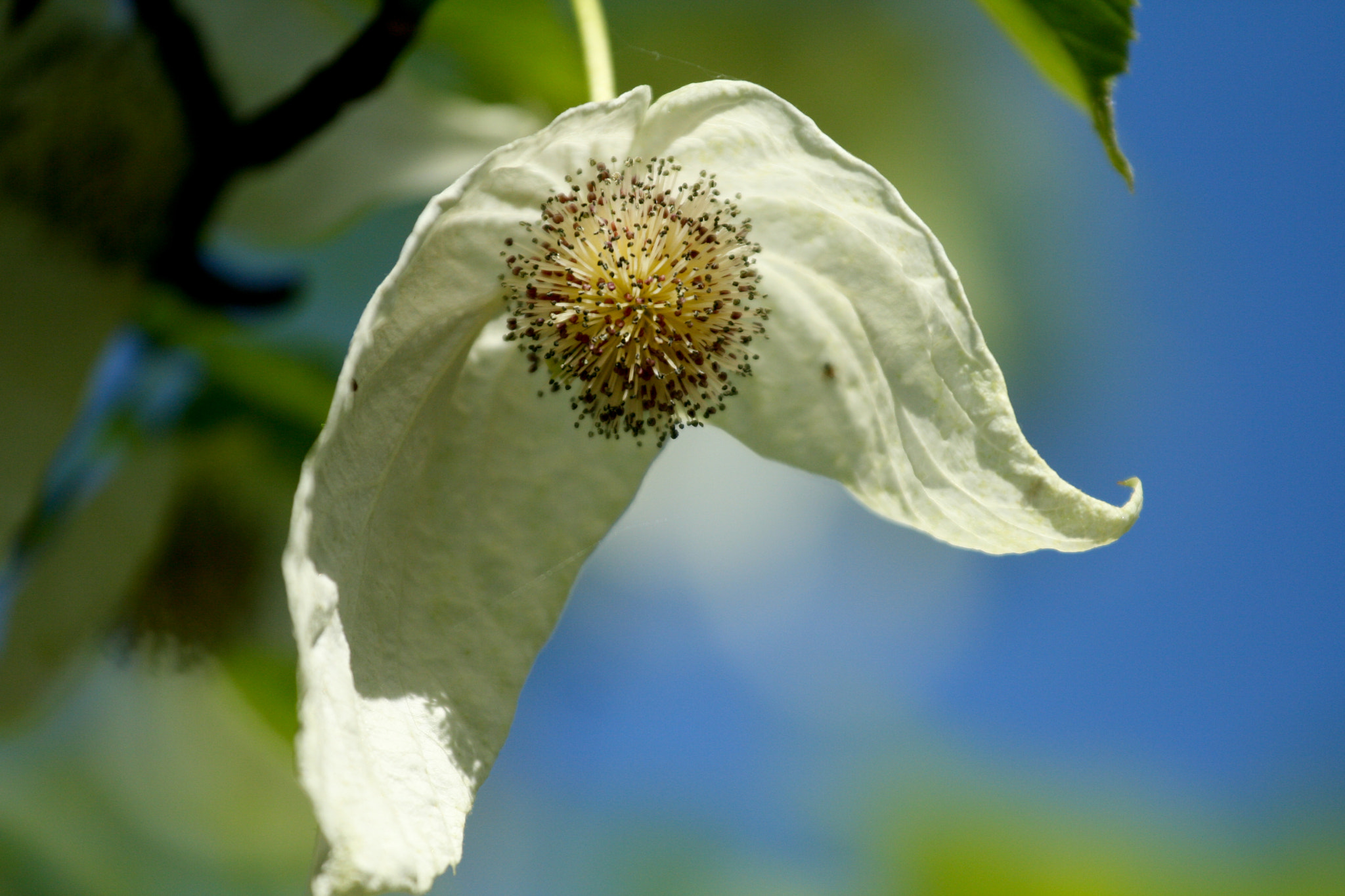 Canon EF 70-200mm F4L IS USM sample photo. Flowers photography