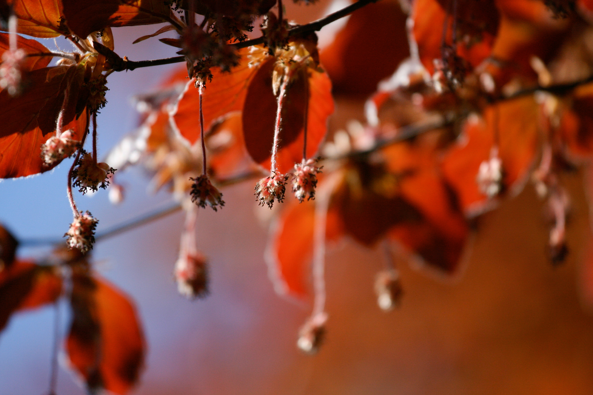 Canon EF 70-200mm F4L IS USM sample photo. Flowers photography