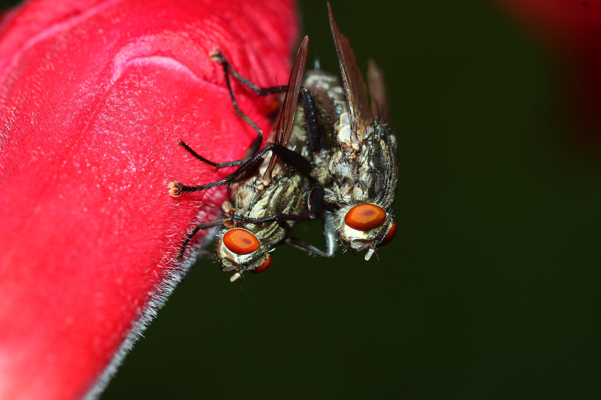 Sigma 105mm F2.8 EX DG Macro sample photo. Img photography