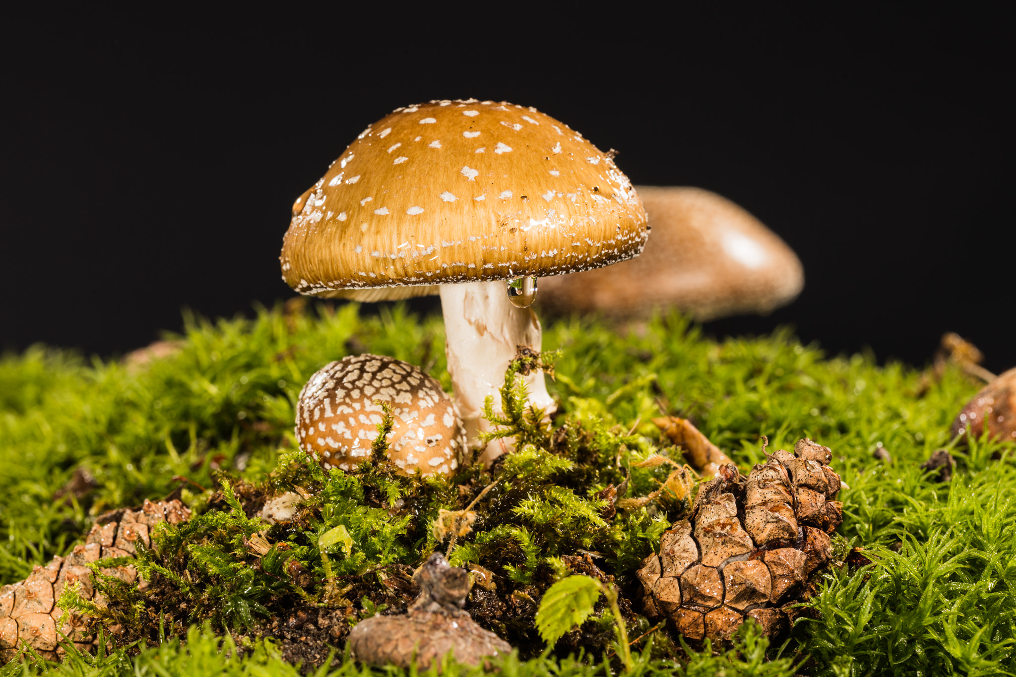Canon EF 100mm F2.8L Macro IS USM sample photo. Pilze photography