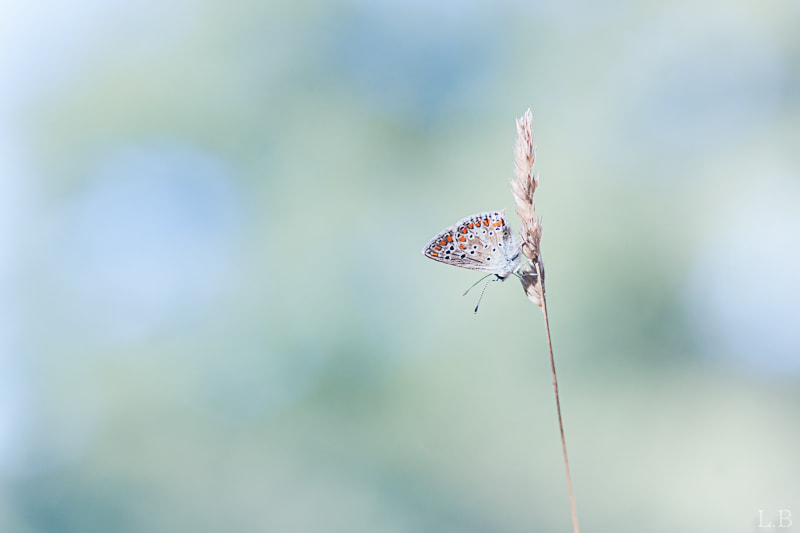 Sony Alpha DSLR-A700 + Sigma AF 105mm F2.8 EX [DG] Macro sample photo. Like blue... photography