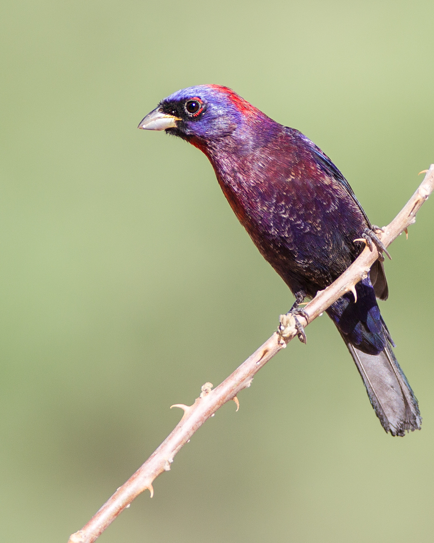 Canon EF 600mm f/4L IS sample photo. Varied bunting photography