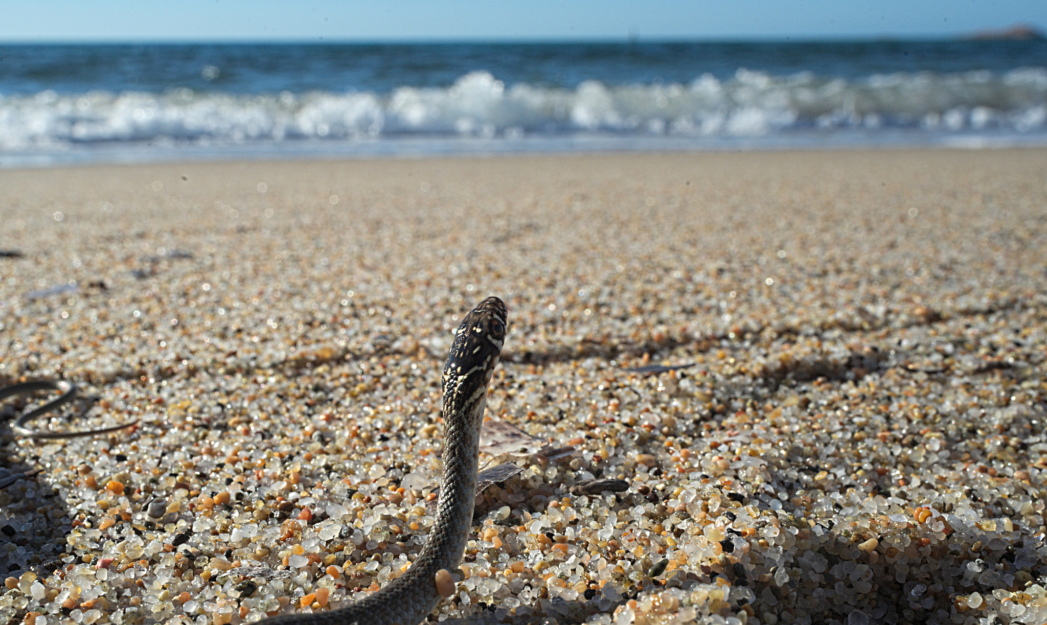 Nikon D700 + Manual Lens No CPU sample photo. Snake on the shore photography