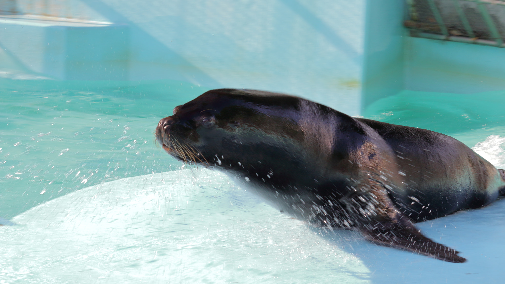 Canon EOS 700D (EOS Rebel T5i / EOS Kiss X7i) sample photo. Otaria flavescens (sliding) photography