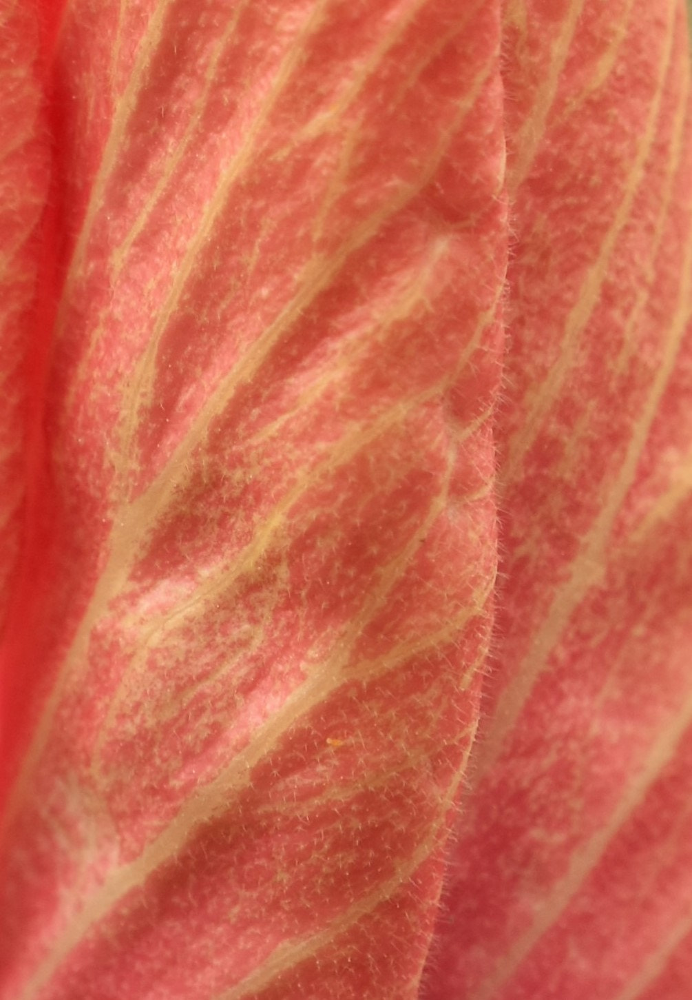 Nikon AF-S DX Micro Nikkor 40mm F2.8 sample photo. Abutilon ashford red photography