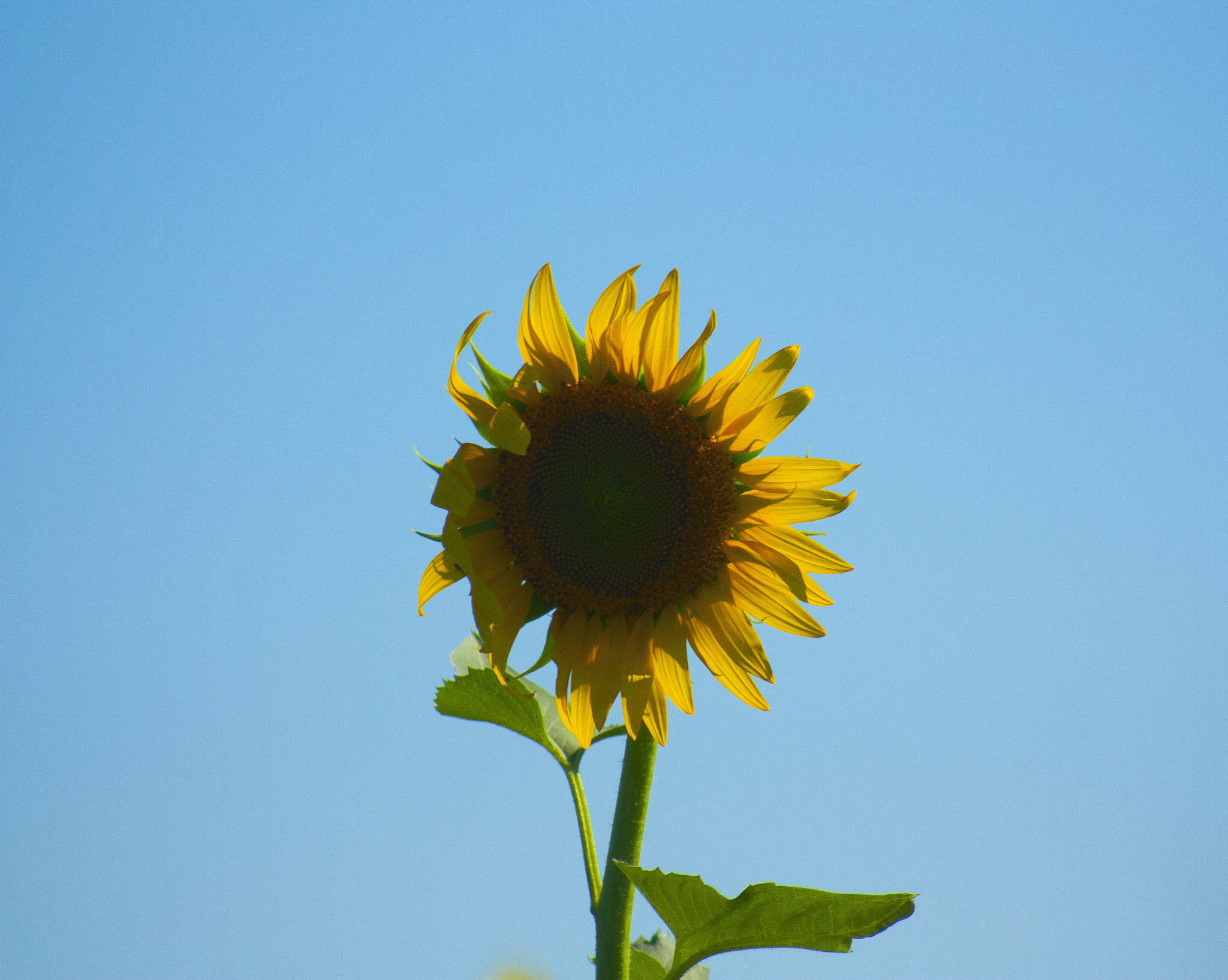 Canon EF 100-300mm F4.5-5.6 USM sample photo. Colors photography