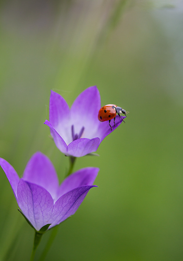 Canon EF-S 60mm F2.8 Macro USM sample photo. *** photography