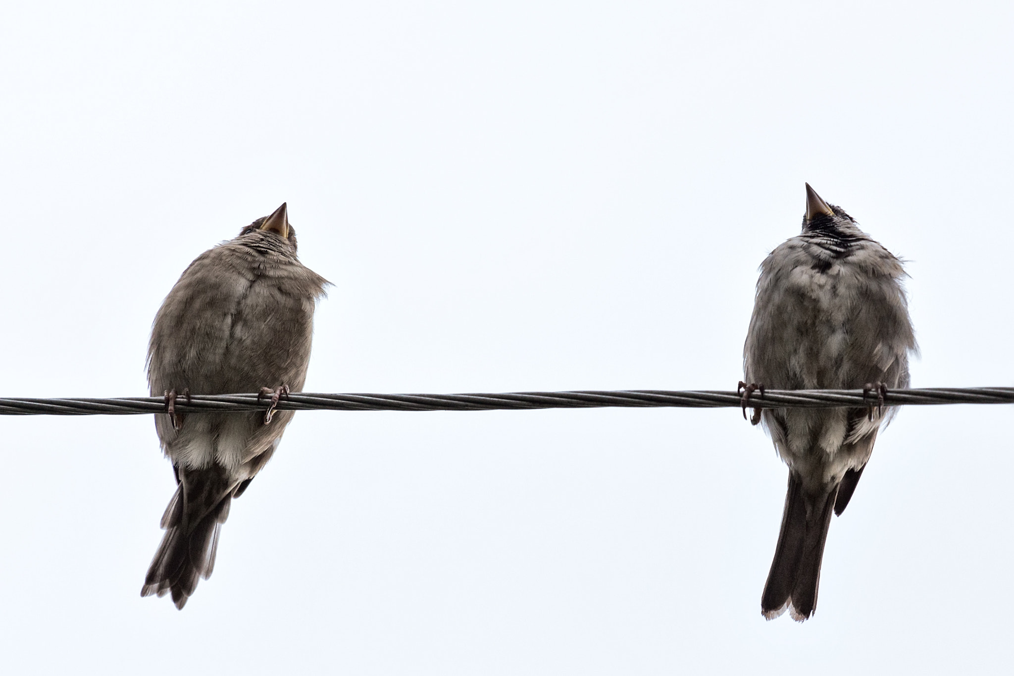 Canon EF 100-400mm F4.5-5.6L IS USM sample photo. Two sparrows photography