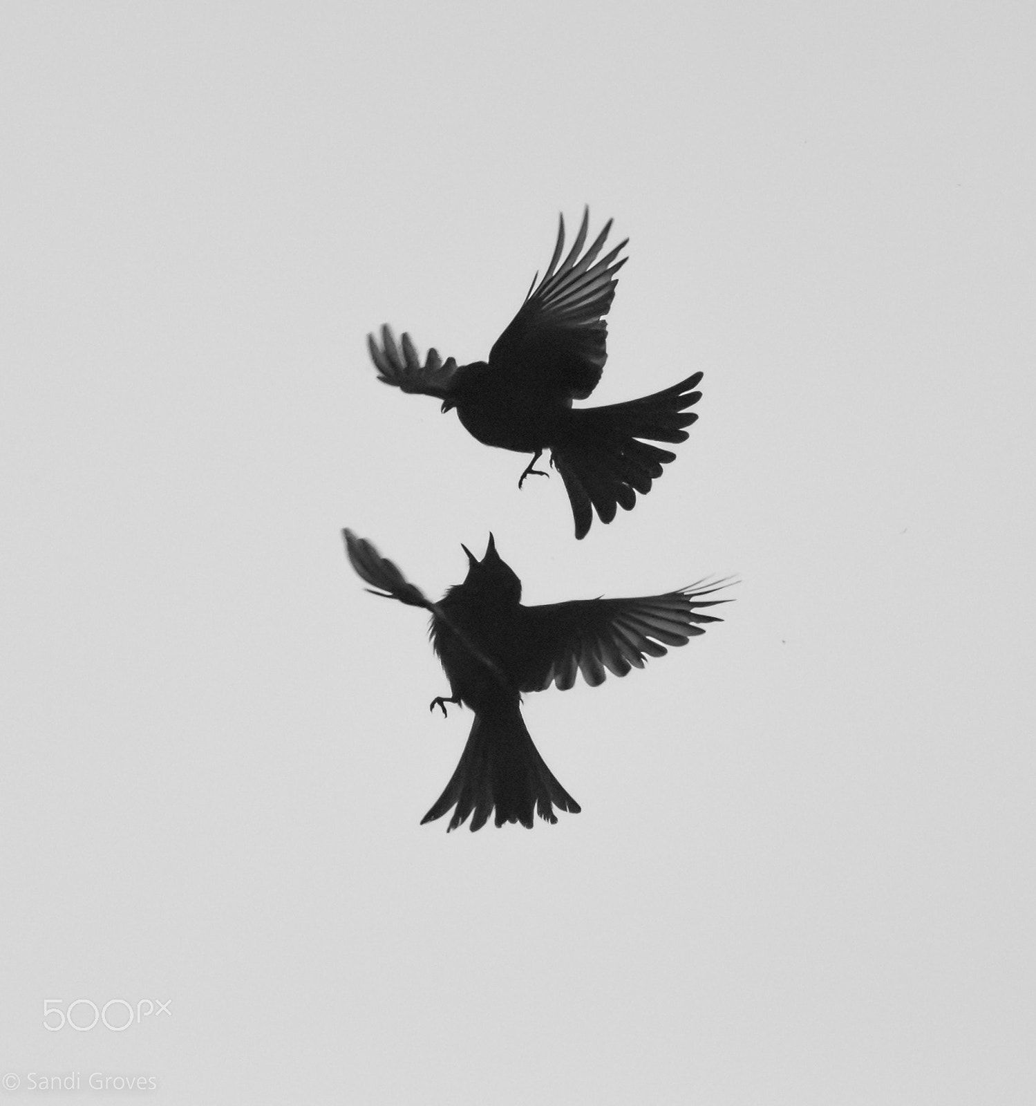 Nikon Nikkor AF-S 300mm F4E PF ED VR sample photo. Aerial ballet. photography