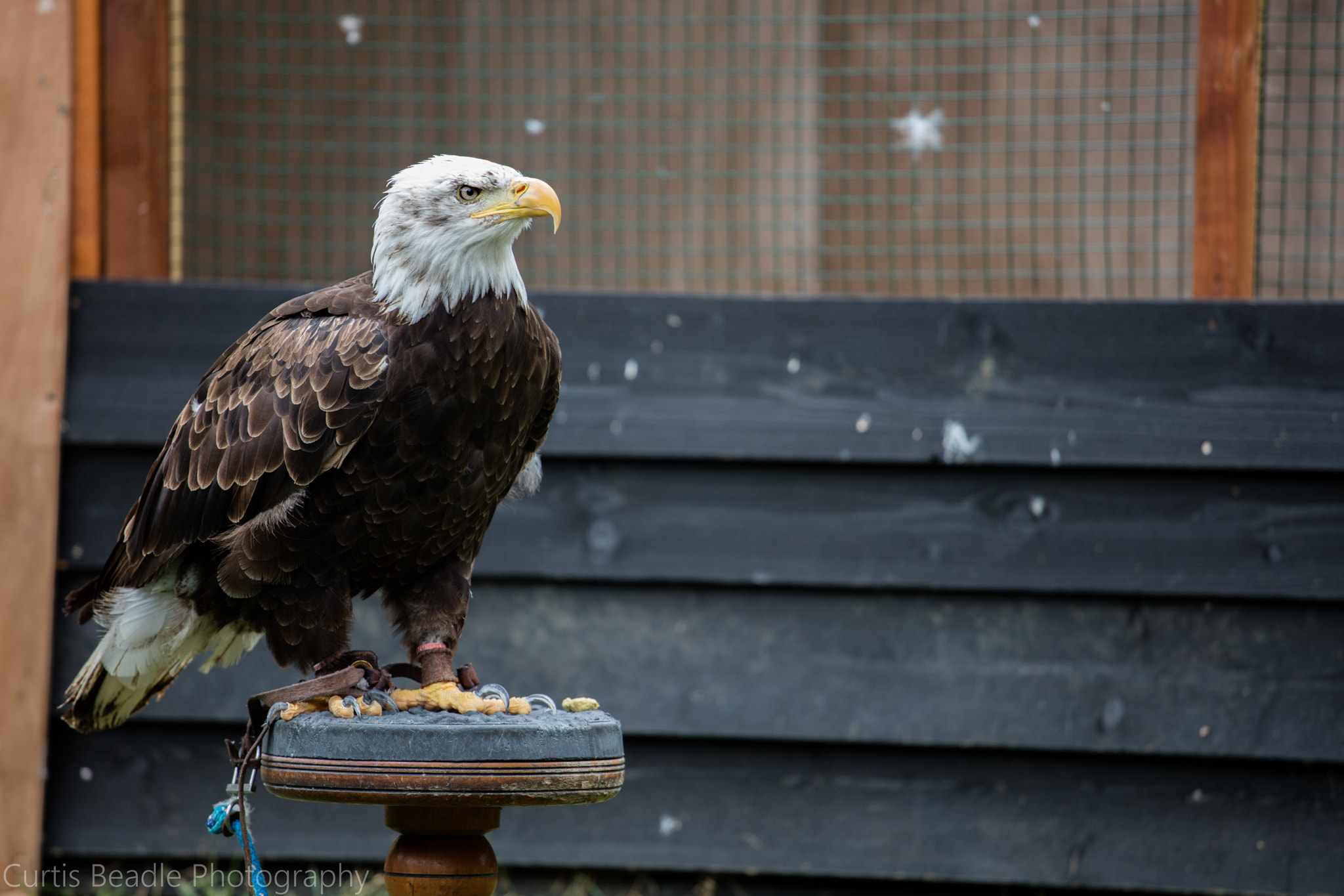 Canon EOS 5DS R + Canon EF 70-200mm F4L USM sample photo. Photo by curtis beadle photography photography