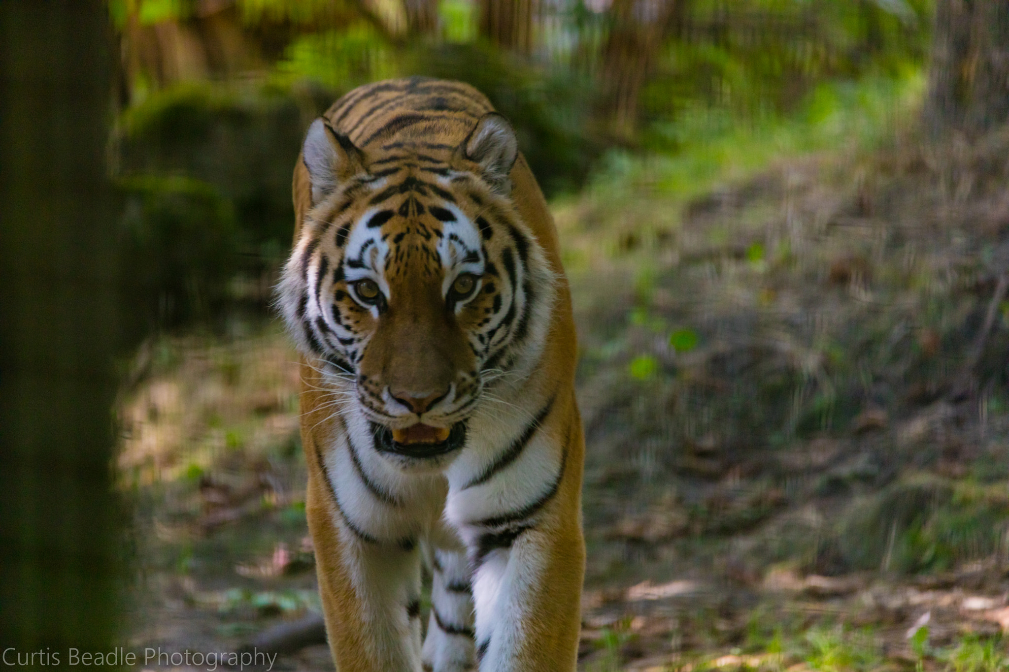 150-600mm F5-6.3 DG OS HSM | Contemporary 015 sample photo. Photo by curtis beadle photography photography