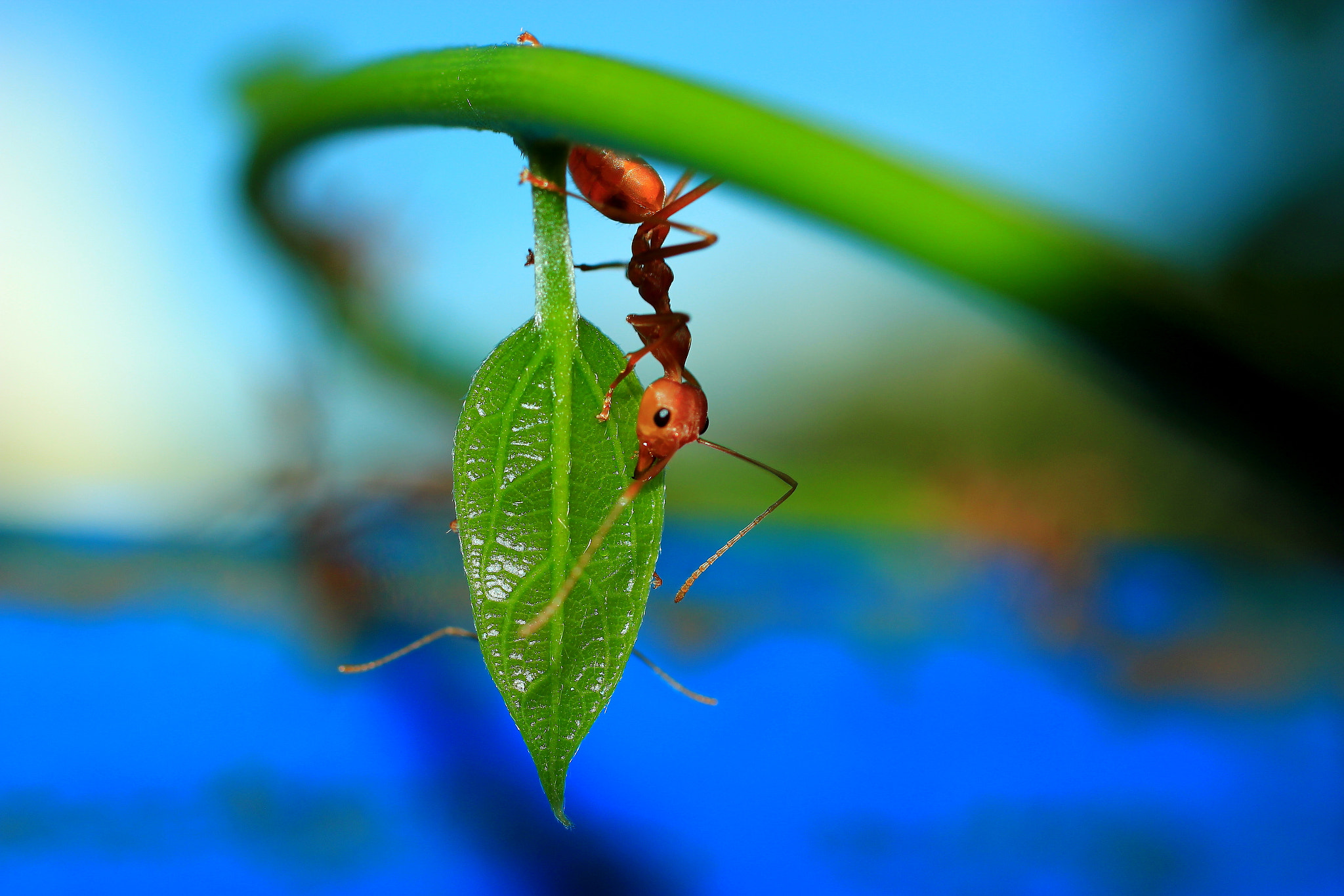 Sigma 50mm f/2.8 EX sample photo. Img photography