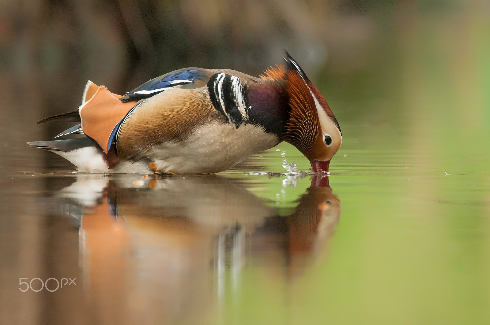 Sigma 120-300mm F2.8 EX DG HSM sample photo. Mandarin duck photography