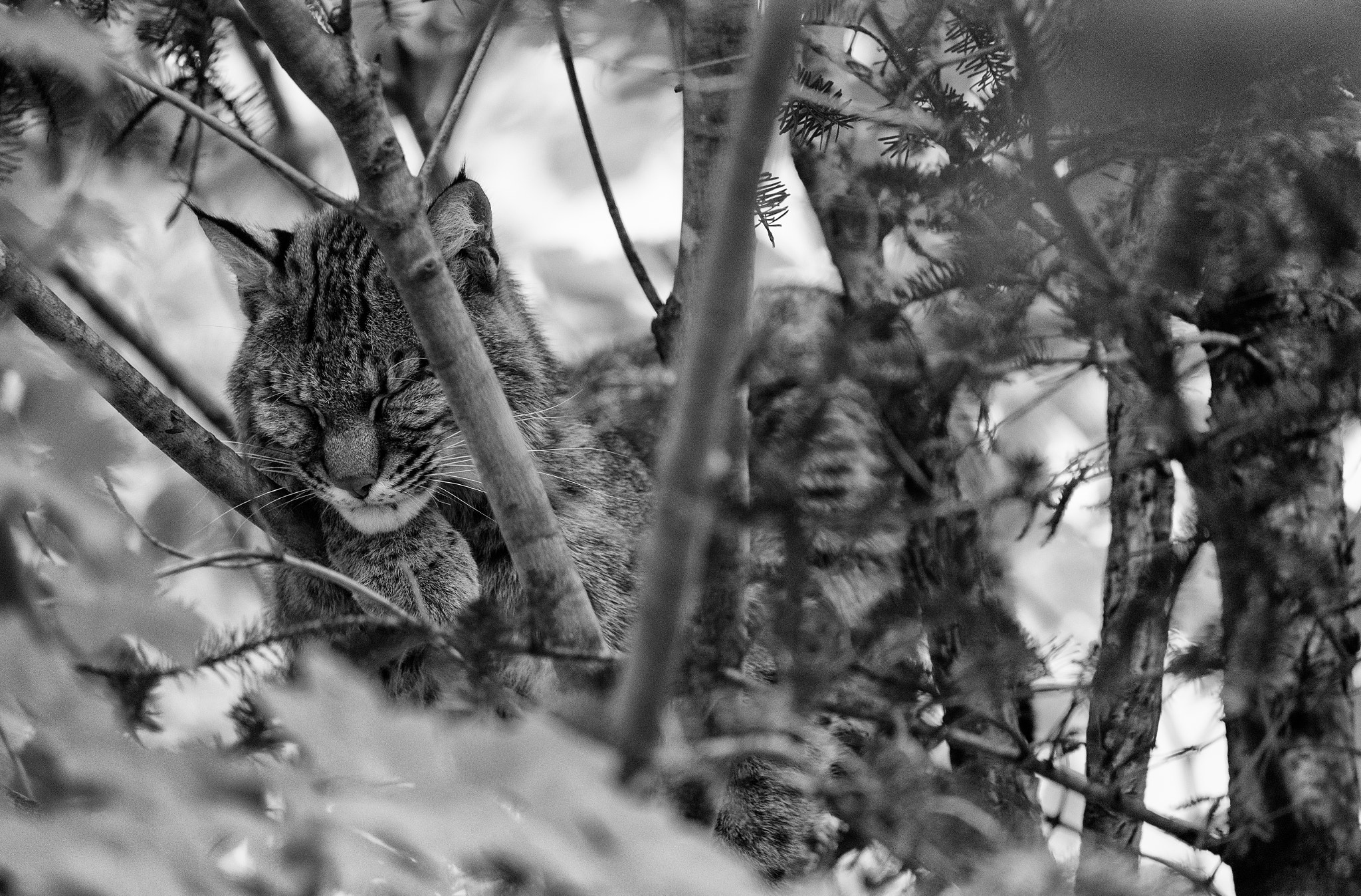Sigma 150-600mm F5-6.3 DG OS HSM | C sample photo. Slumbering bobcat photography