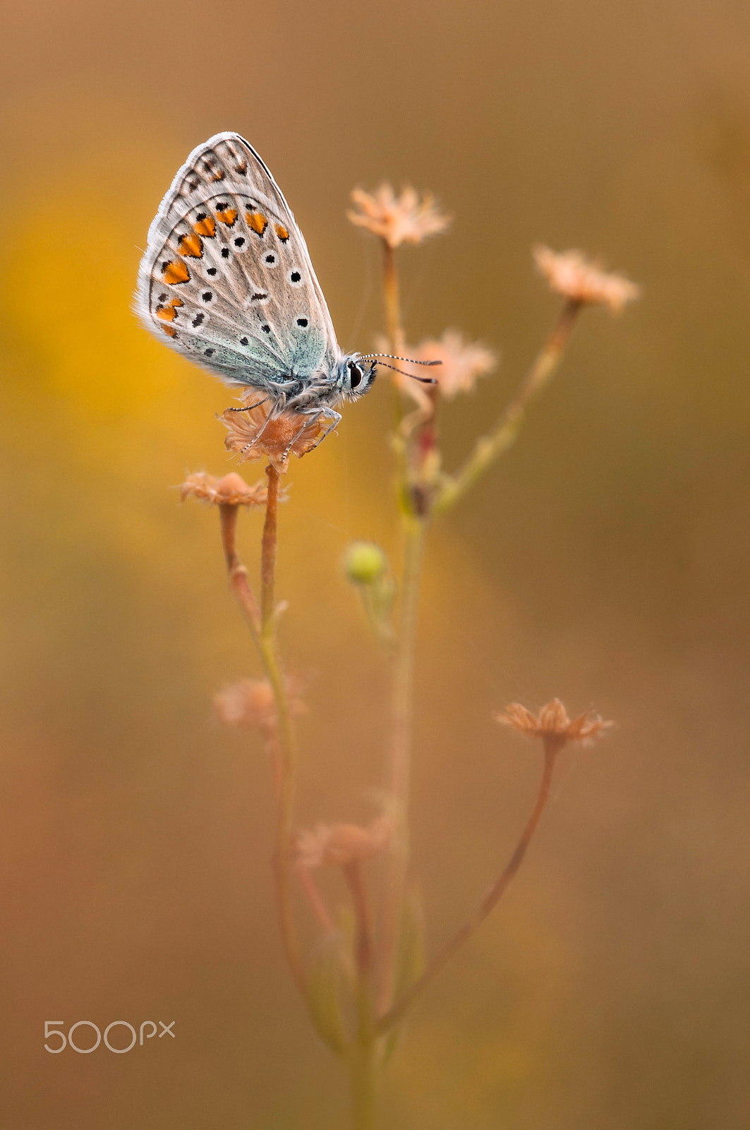 Nikon D300 + Sigma 150mm F2.8 EX DG Macro HSM sample photo. Common blue photography