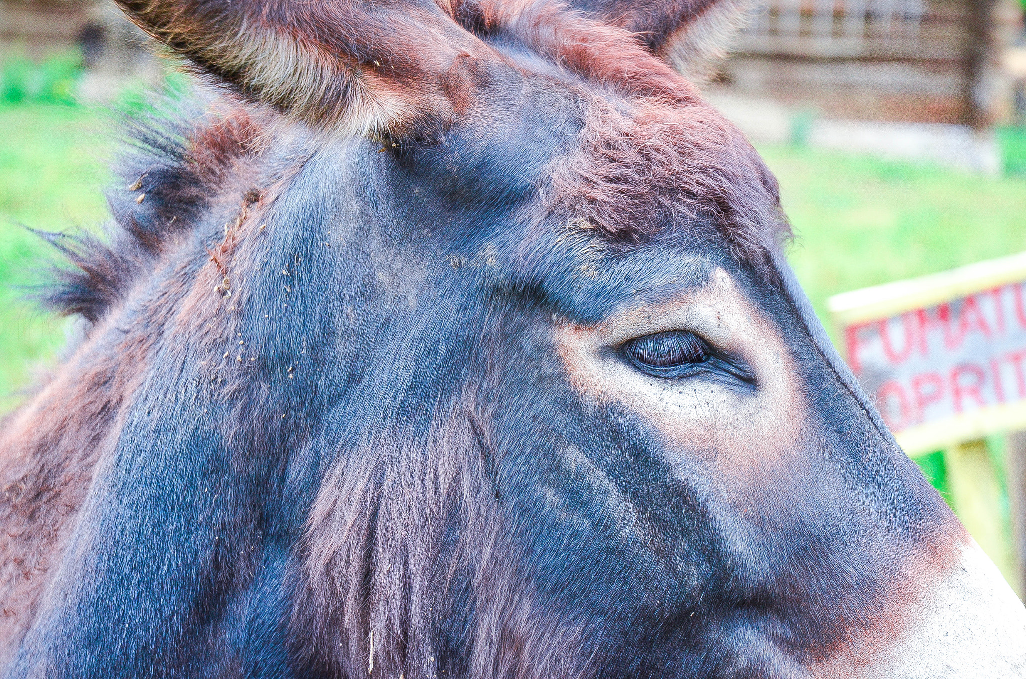 Nikon D5100 + Nikon AF-S DX Nikkor 18-70mm F3.5-4.5G ED-IF sample photo. The silence of the donkey photography
