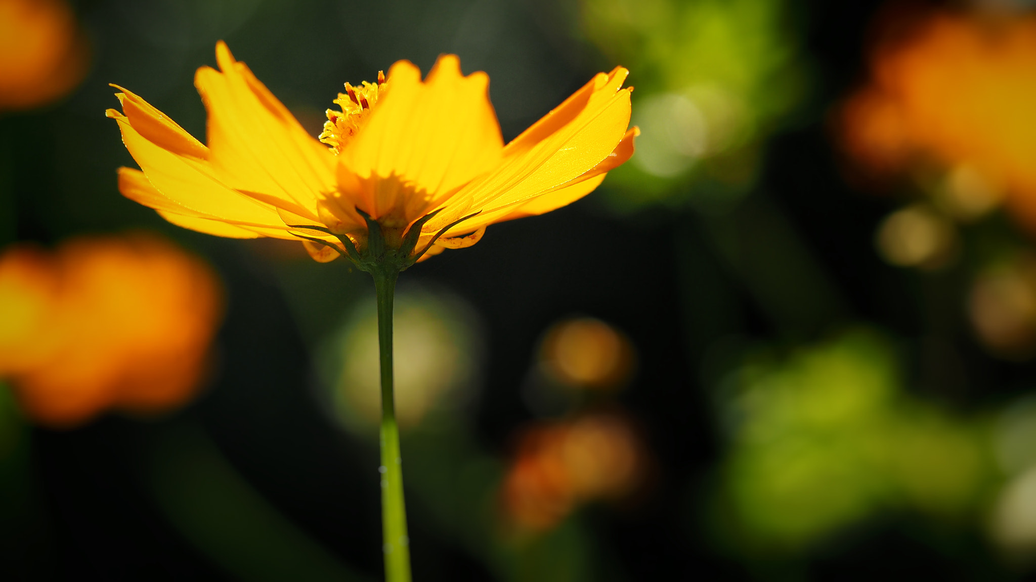 Olympus PEN E-PL7 sample photo. Golden cosmos photography