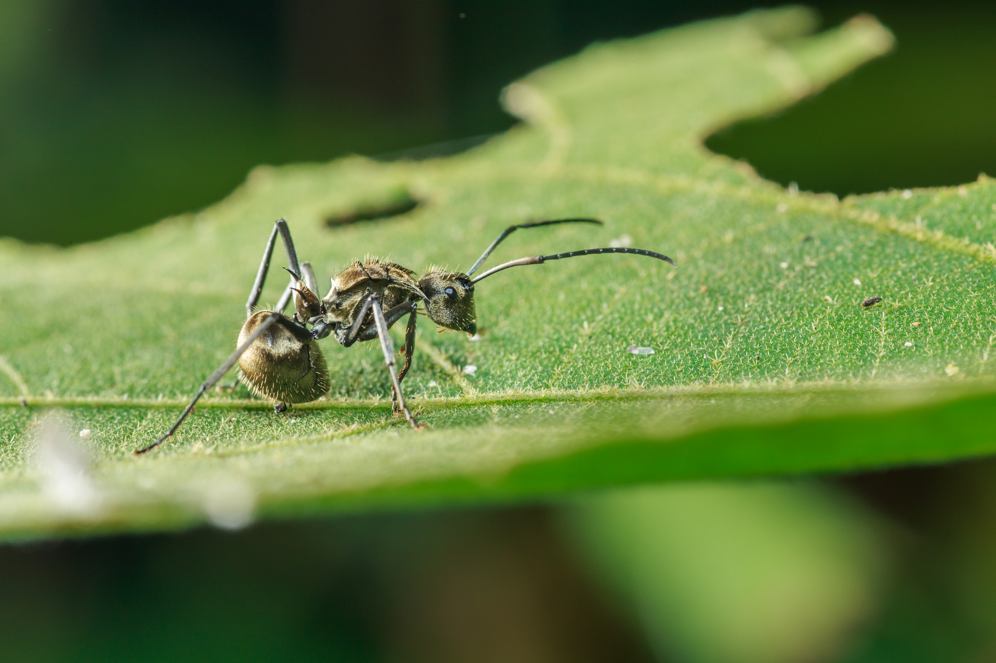 Sigma 105mm F2.8 EX DG Macro sample photo. Img photography