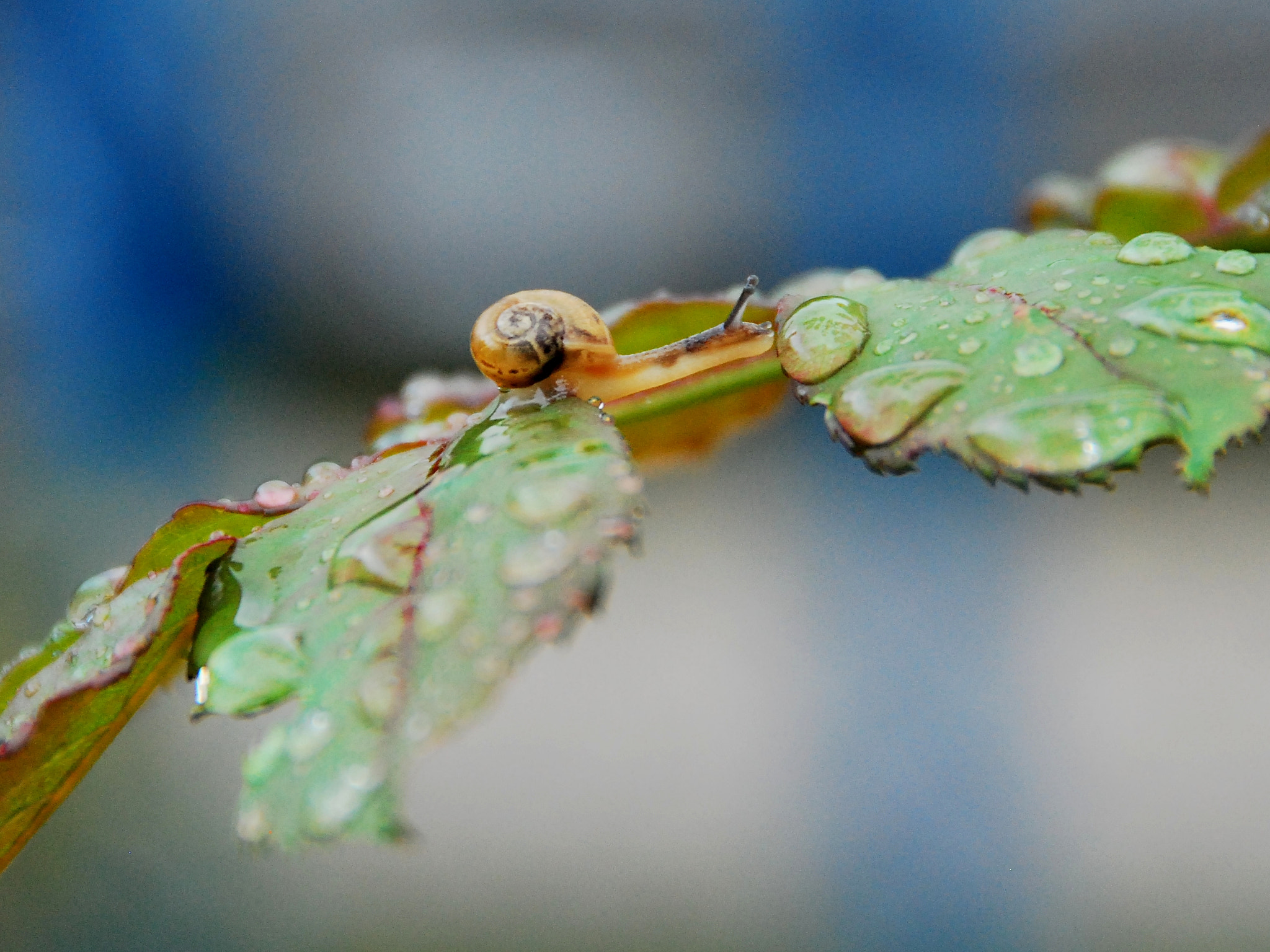 Nikon D60 sample photo. Snail after rain photography