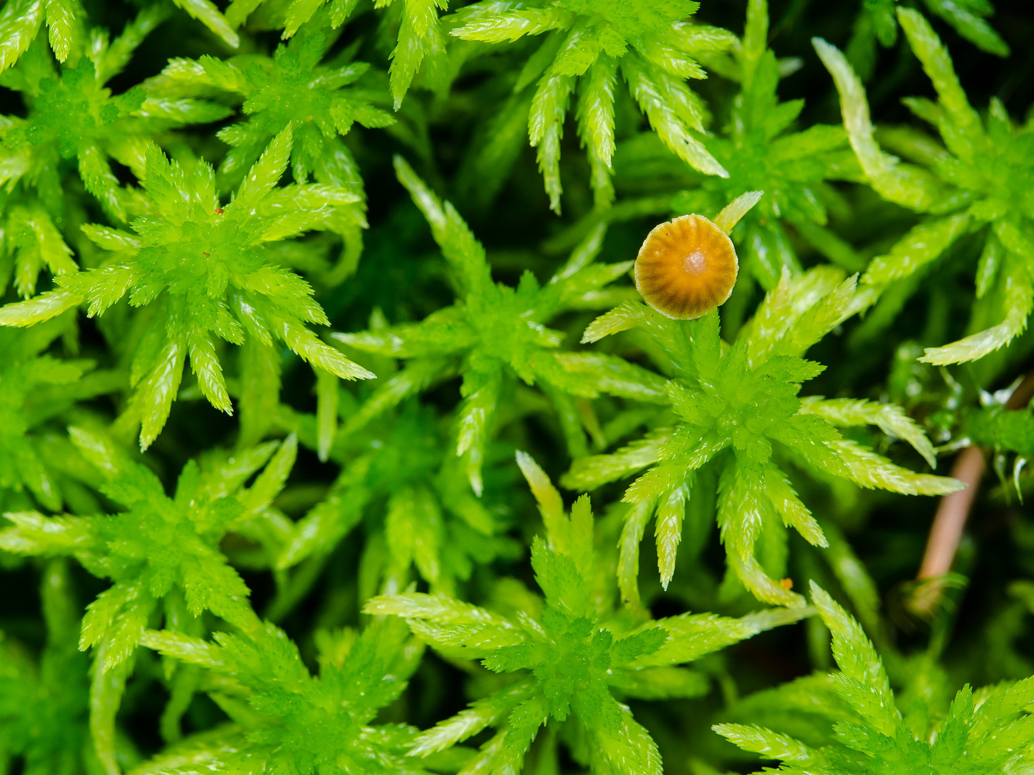 Nikon AF-S Micro-Nikkor 60mm F2.8G ED sample photo. Mooswald photography