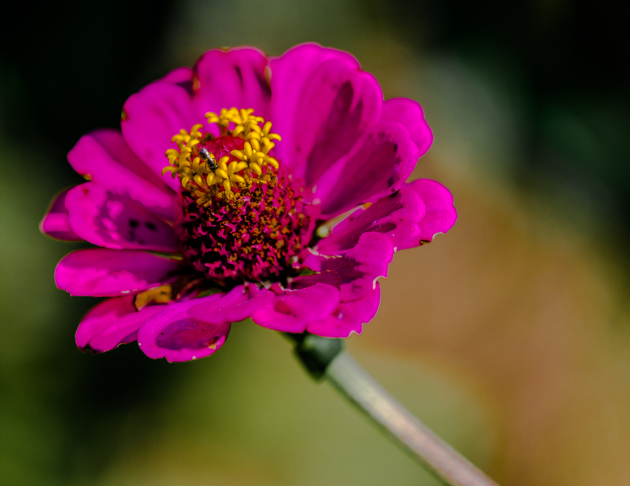 Nikon D800 + Nikon AF Micro-Nikkor 200mm F4D ED-IF sample photo. Pink flower photography