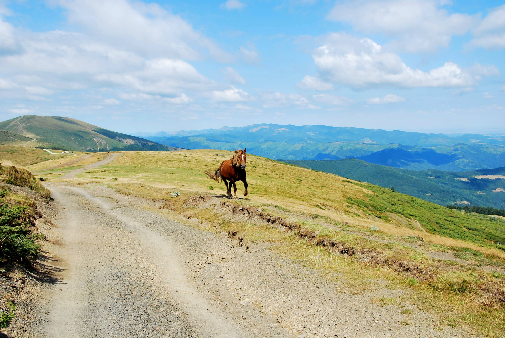 Nikon D60 sample photo. Wildlife at the mountains photography