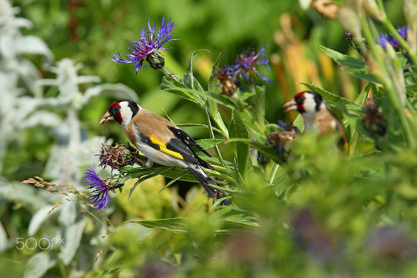 Canon EF 300mm F2.8L IS USM sample photo. Goldfinch photography