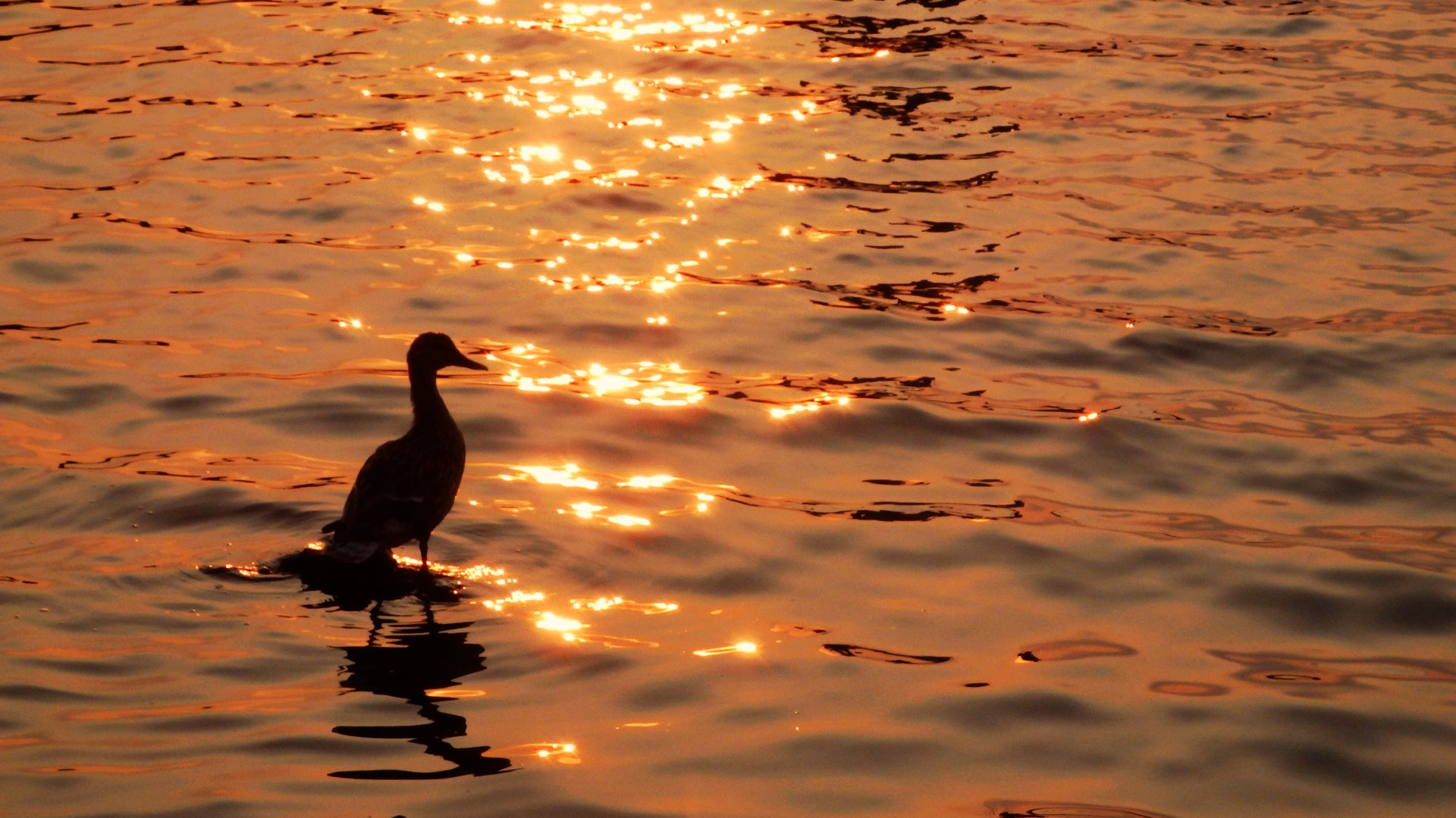 Olympus SZ-17 sample photo. Bird on the water at sunset photography