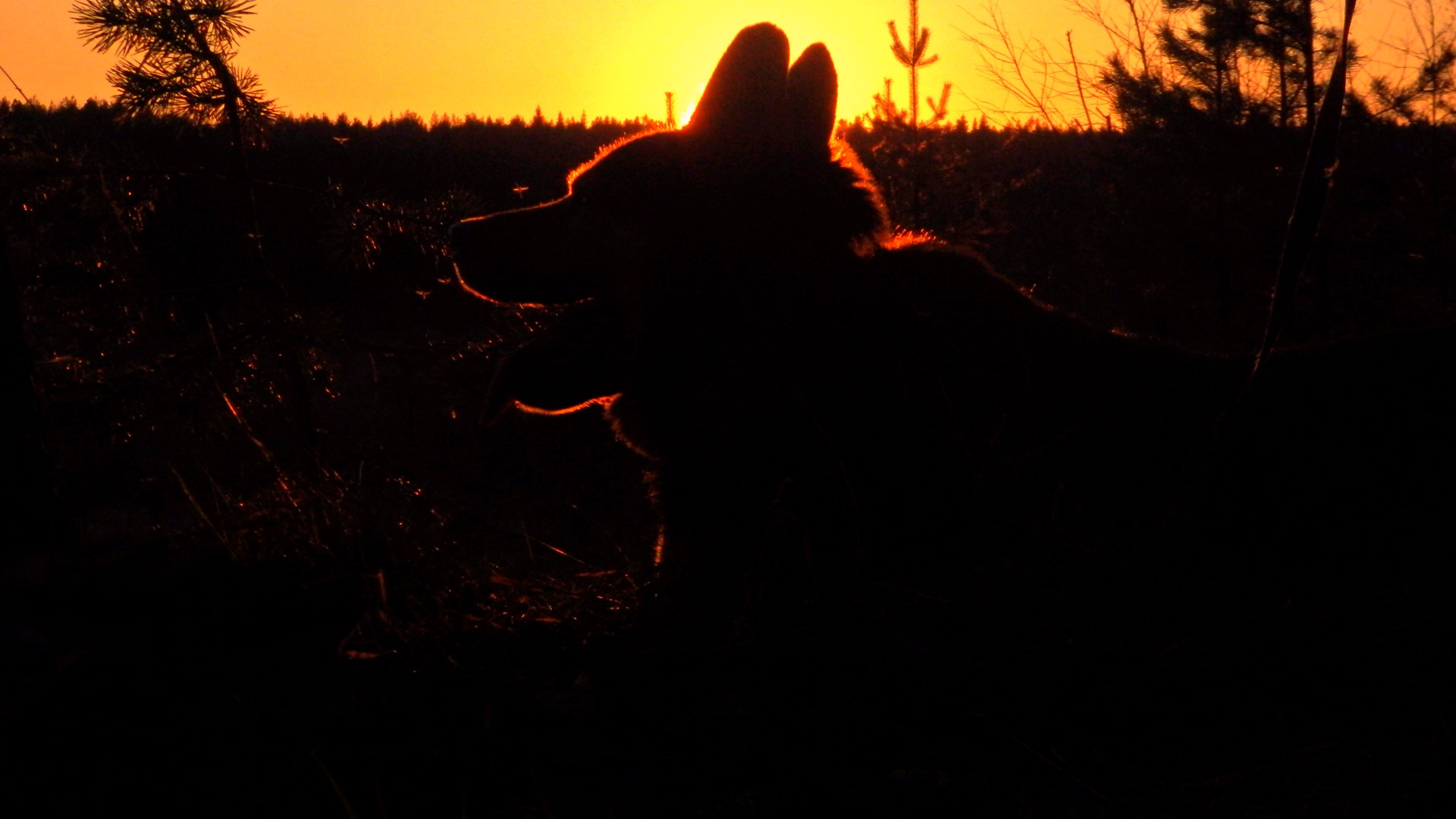 Olympus SZ-17 sample photo. Dog in the sunset photography