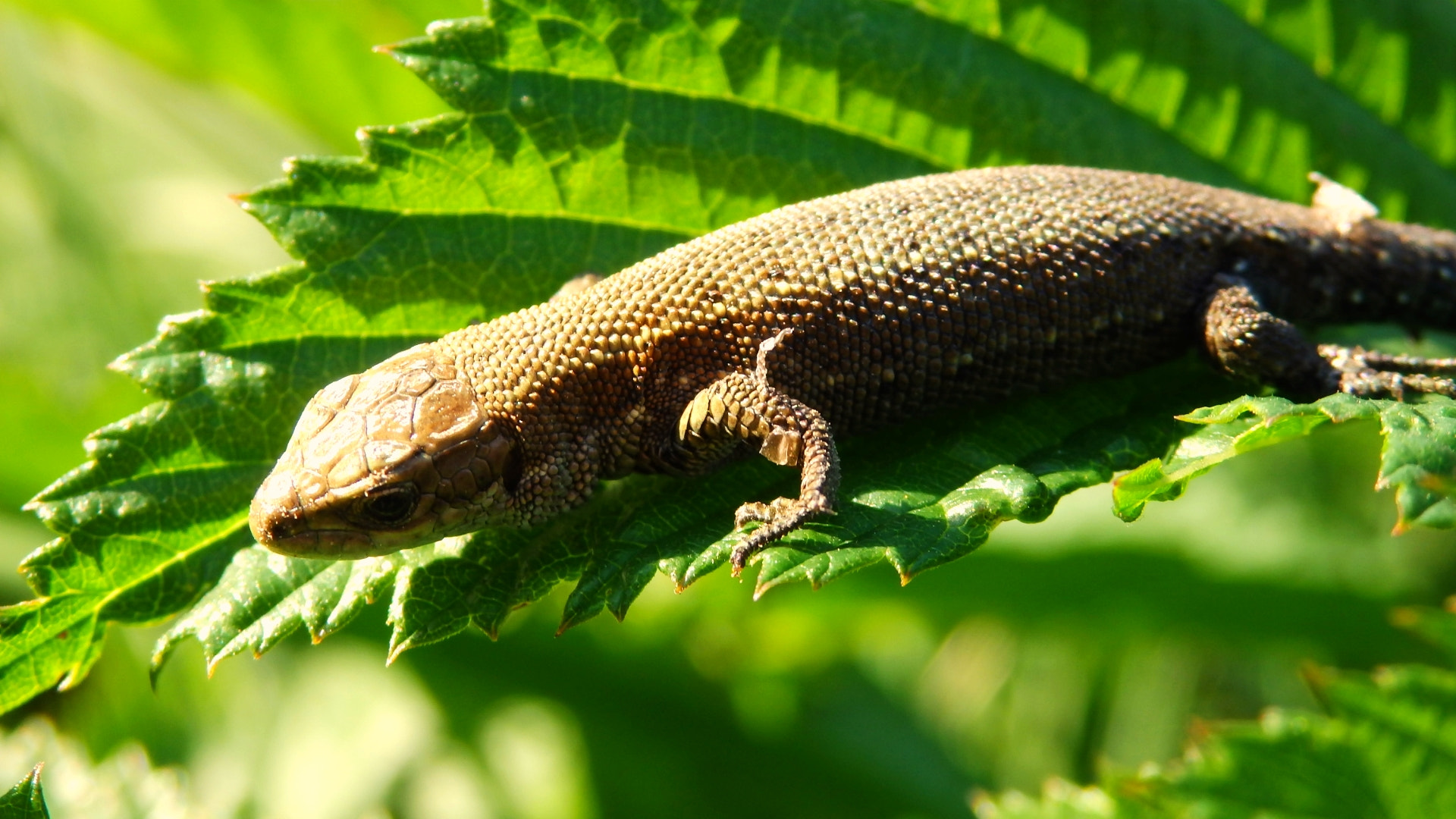 Olympus SZ-17 sample photo. Lizard photography
