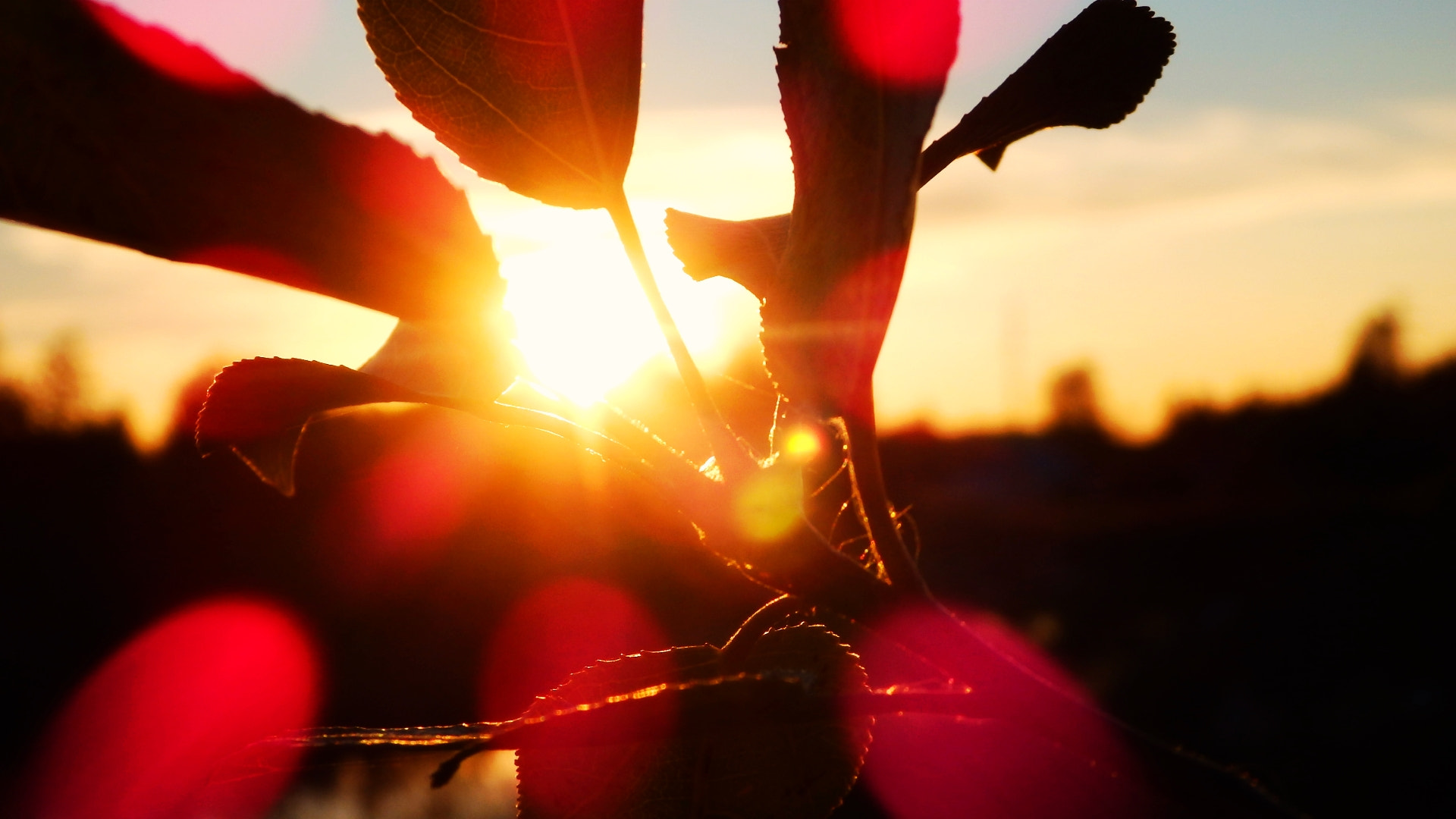 Olympus SZ-17 sample photo. The rays of sunset in the leaves photography