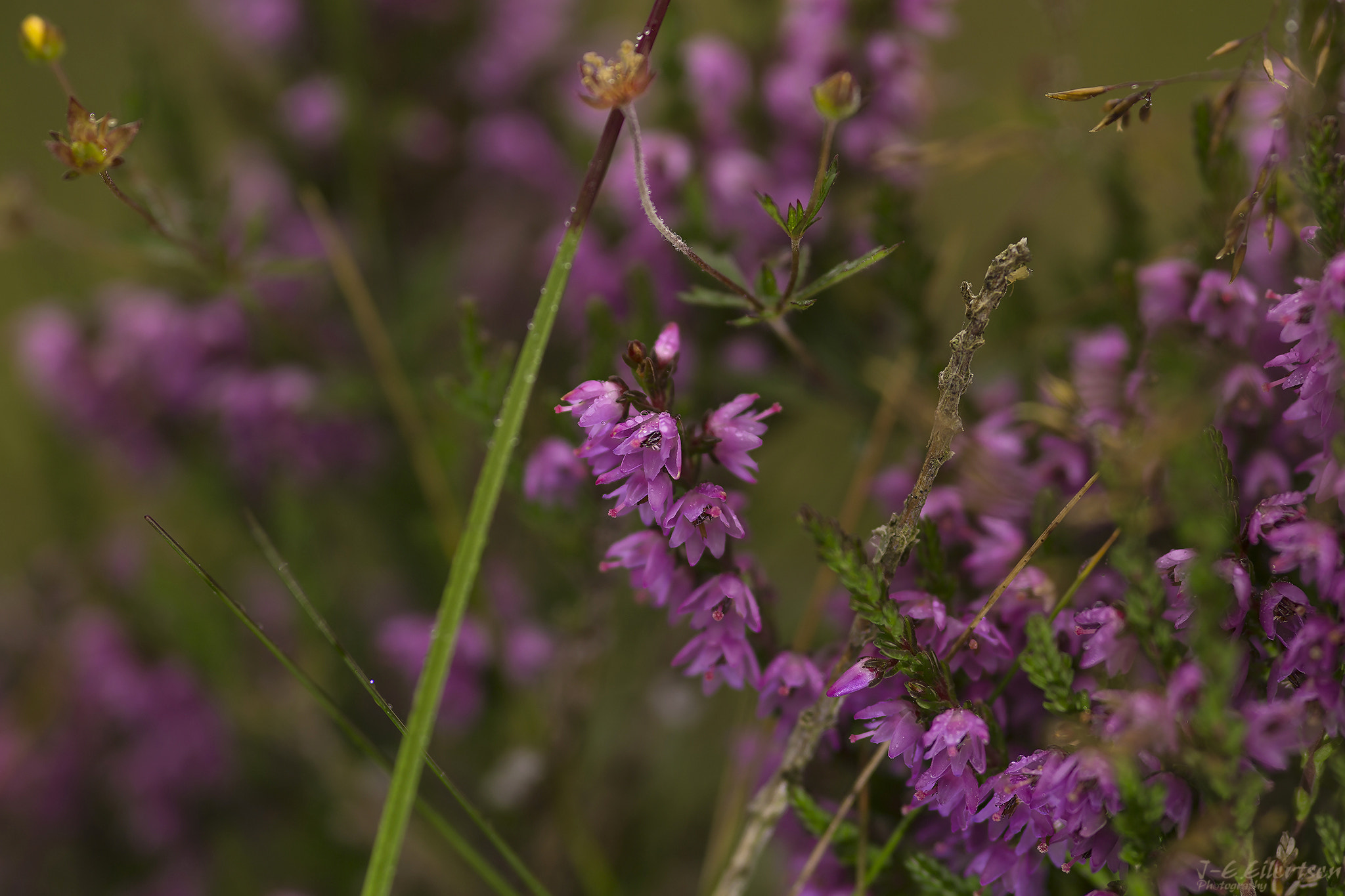 Canon EOS 6D + Sigma 105mm F2.8 EX DG Macro sample photo. Røsslyng photography