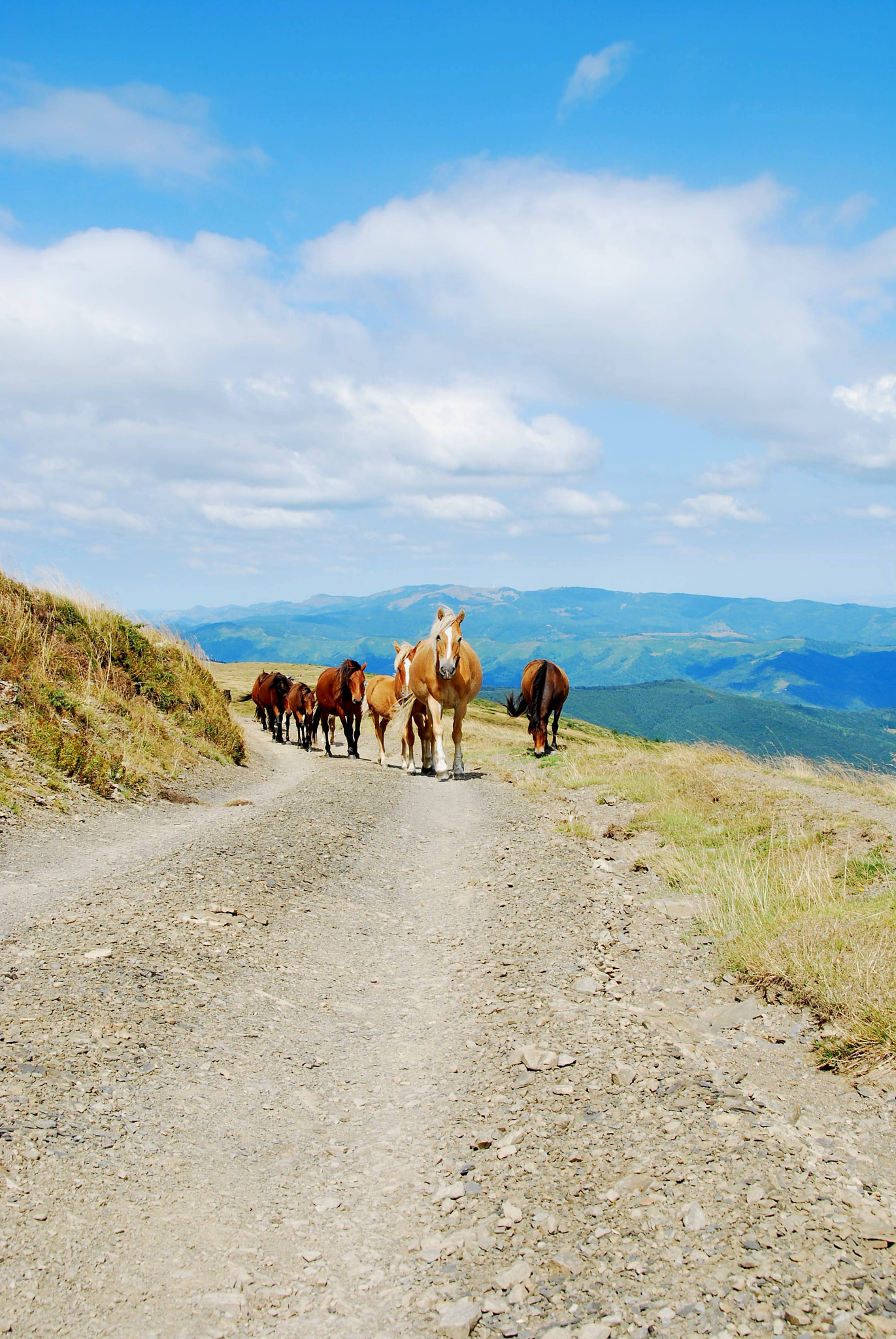 Nikon D60 sample photo. On the road photography