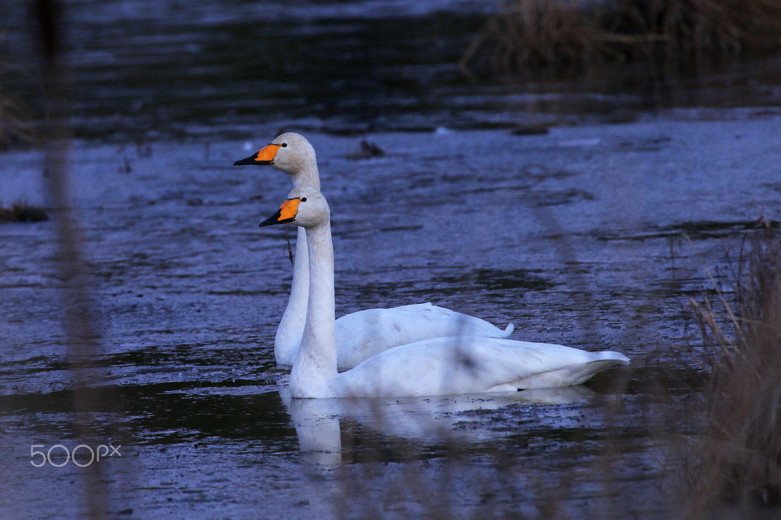 Canon EOS-1D X sample photo. A par of woopers photography