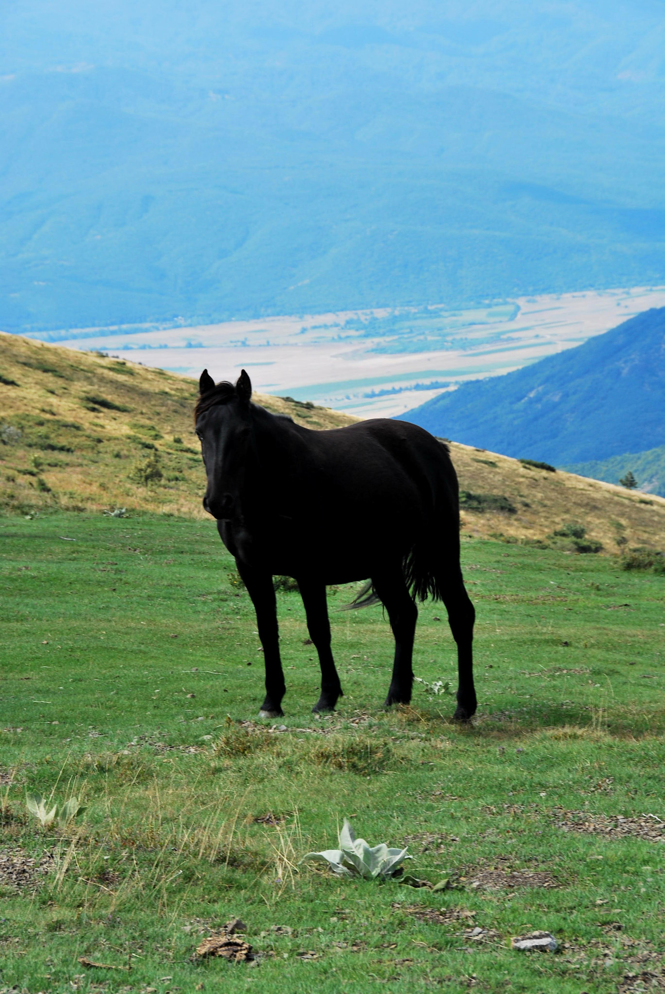 Nikon D60 sample photo. Black horse photography